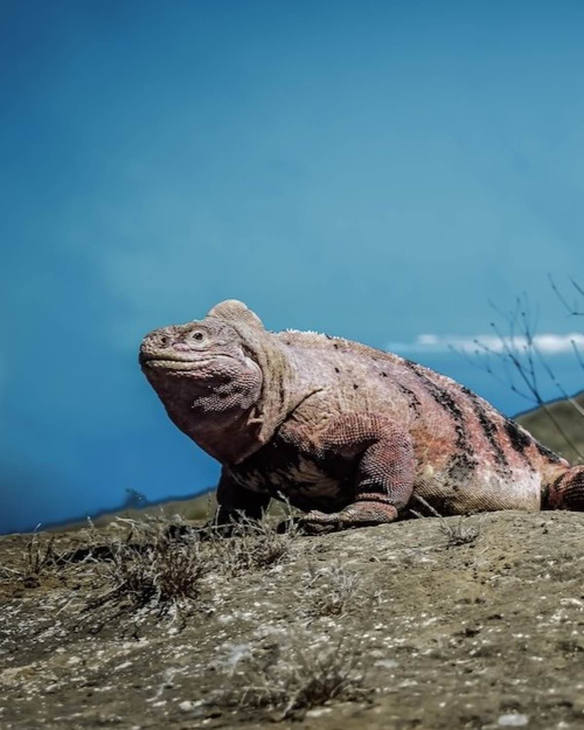 Global Grant Program